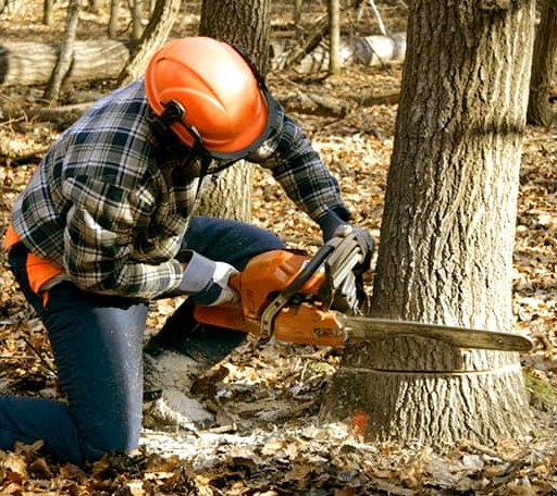 Tree Removal in Boulder Creek, CA
